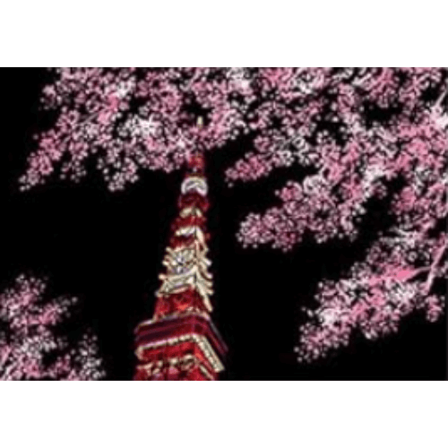 Cherry Blossom Series Collection